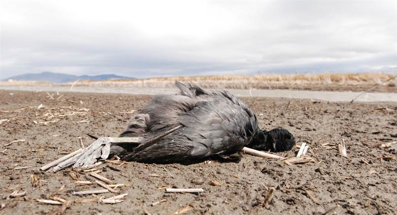 Dead coot