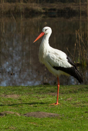 stork