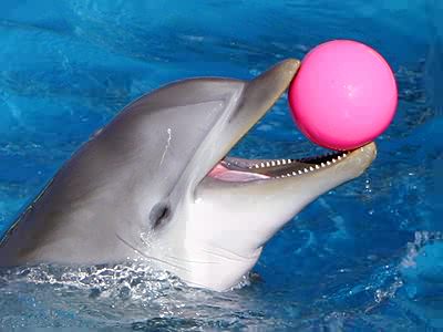 Dolphin with a ball