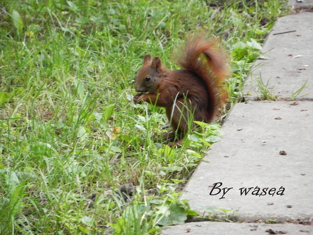 Squirell in Chisinau