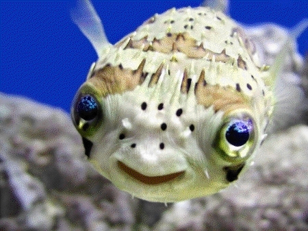 puffer fish