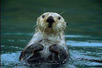 Sea otter