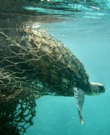 Turtle caught in a net