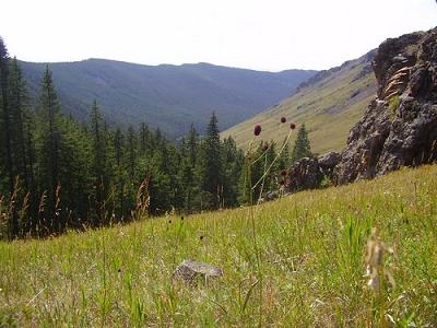 mountain meadow