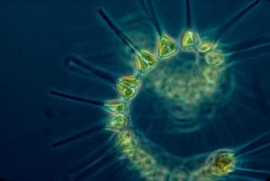 phyoplankton