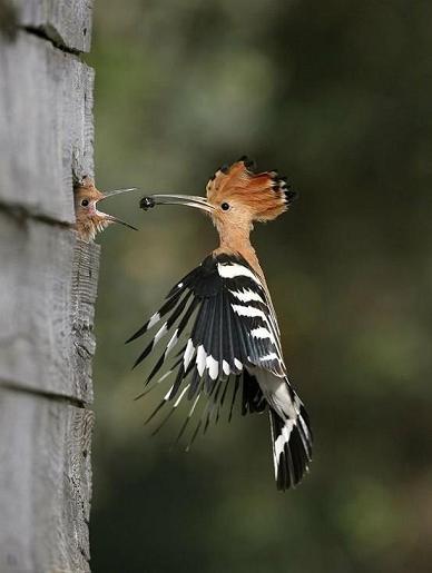 Hoopoes