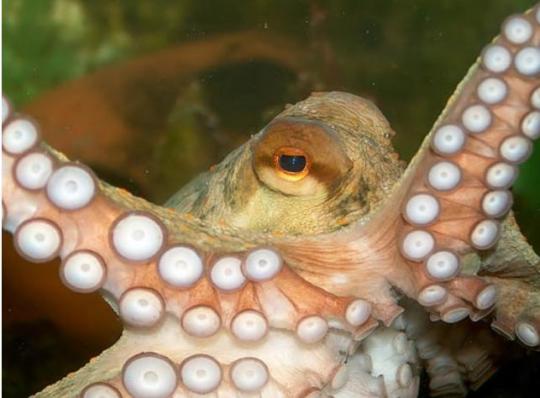 Octopus pupil