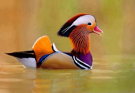 Mandarin duck