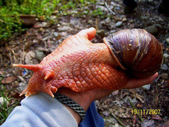 African snail