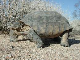 desert tortoise