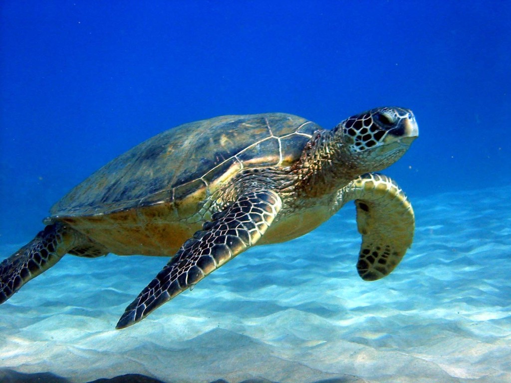 Sea-Turtle