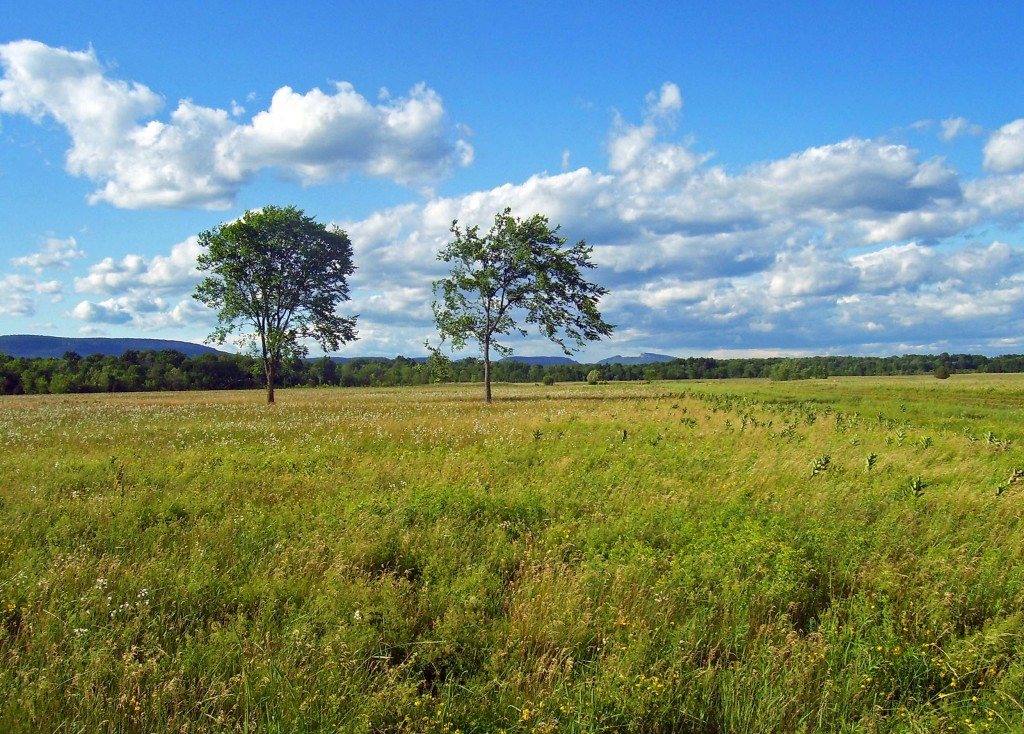 grasslands