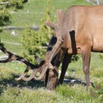 elk yellowstone park