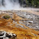 yellowstone park