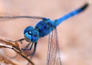 insects - dragonfly