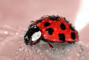 insects - ladybug