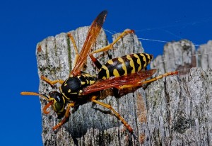 insects - wasp